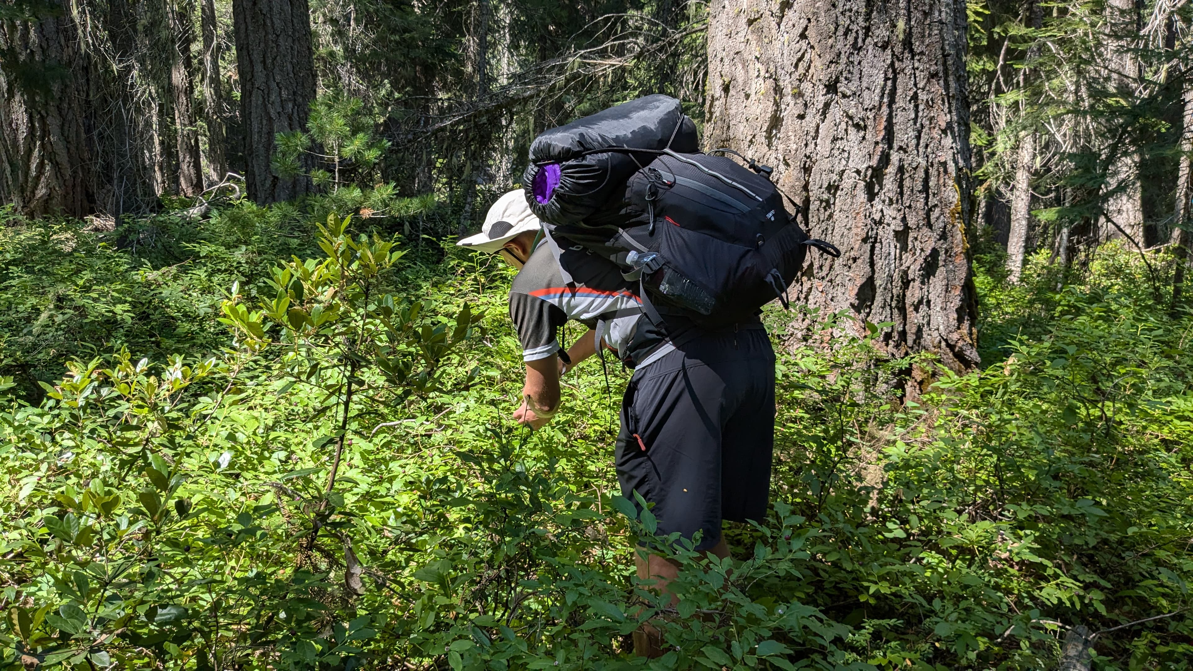 Backpacking and berries in Oregon